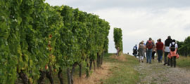 8. Casteller Weinwandertag