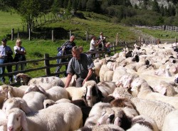 Schafabtrieb und Hoffest im Großarltal